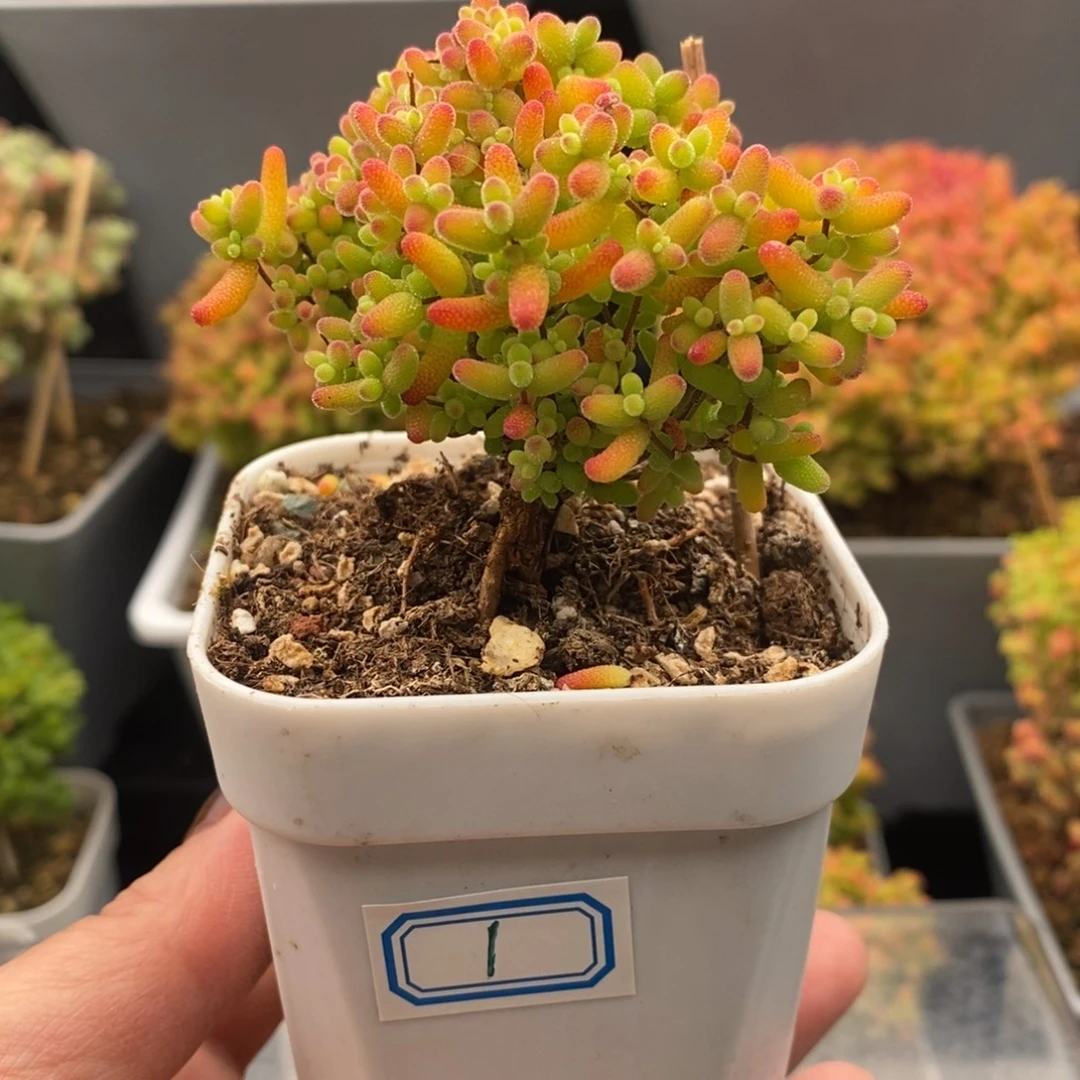 完全开放1号蜜橘糖球（6.5cm）