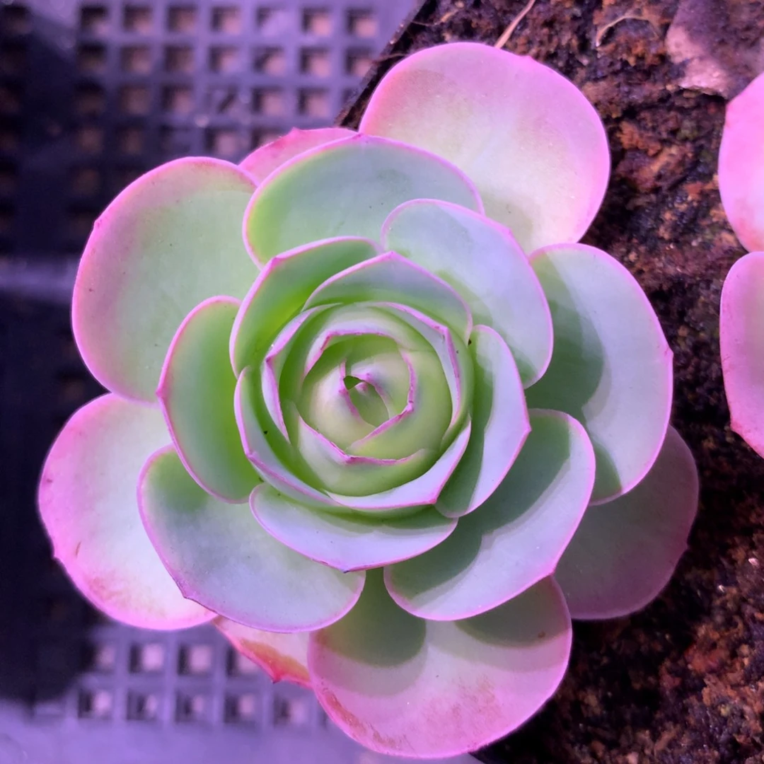一物一拍红狐狸055