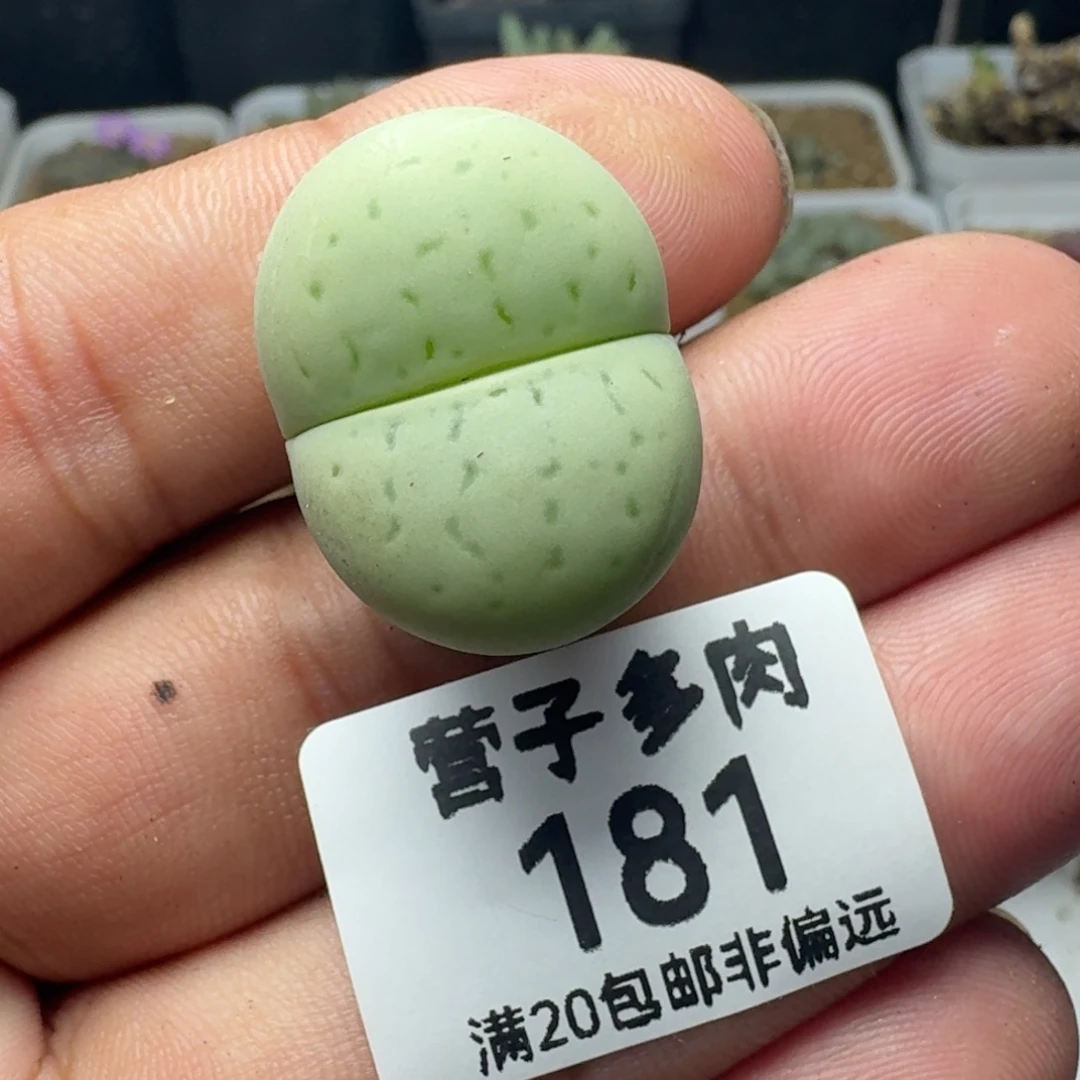 绿灵耀2.4