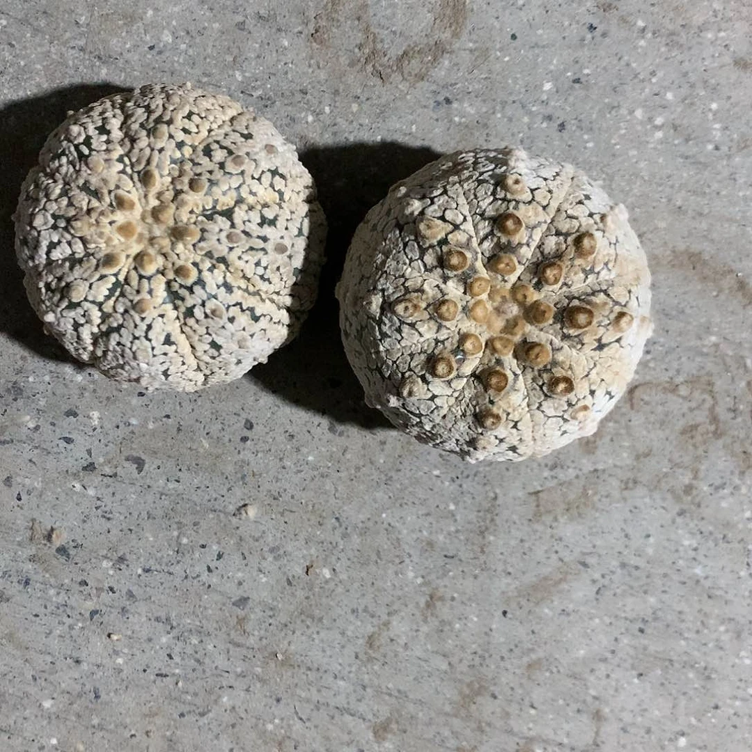 【闪购商品】?*两兜兜兜兜