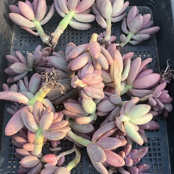 小*游26-11号一物一拍糖果