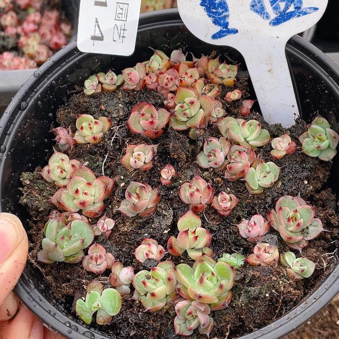 量拍多肉植物多肉植物414