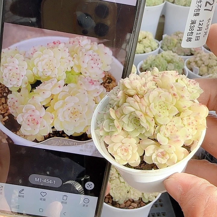 Q***Q1201-127（m1-454-1）