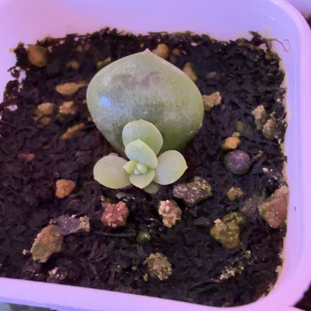 清梦叶插苗一物一拍