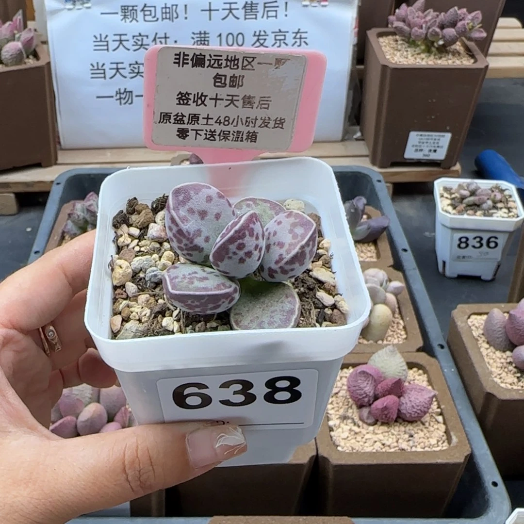 638艾薇蛋多肉植物