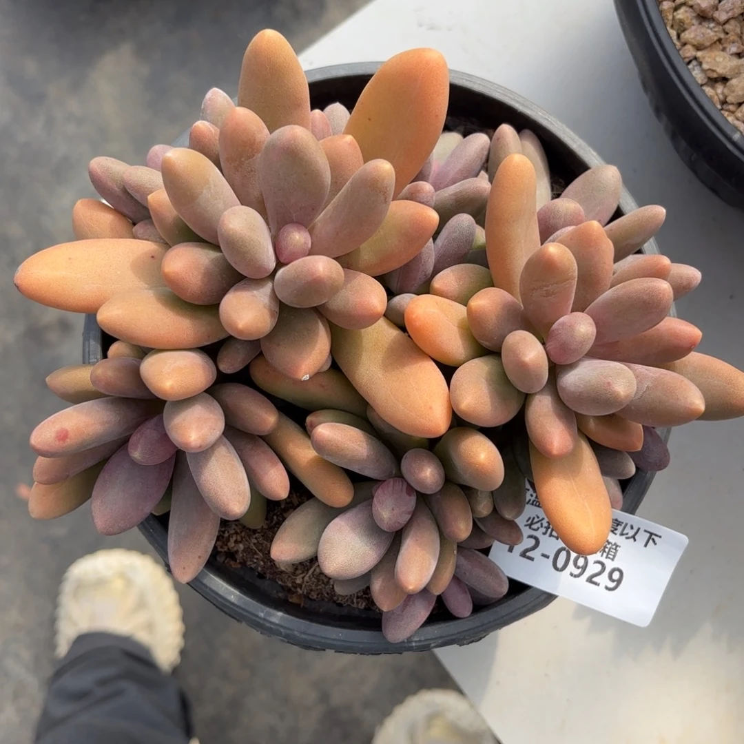 0929糖果美人多肉植物