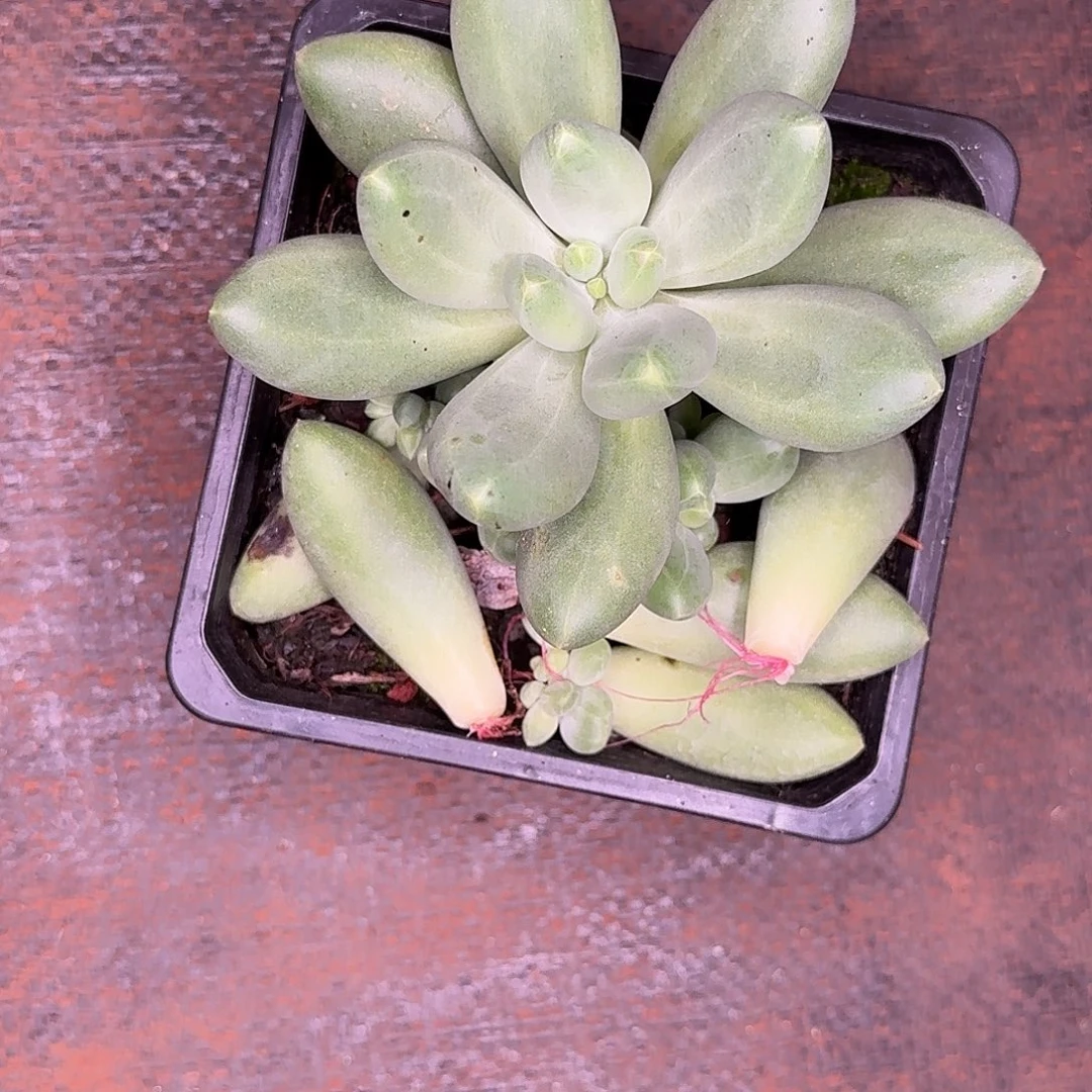 小***量蓝眼睛三头多肉植物