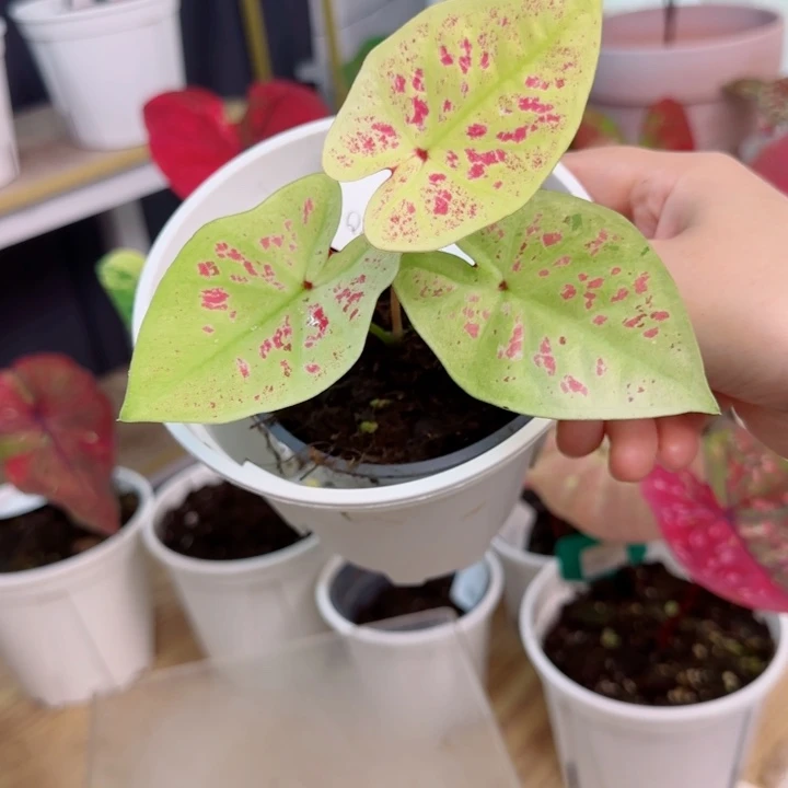 无花朵莫奈花园Q2403