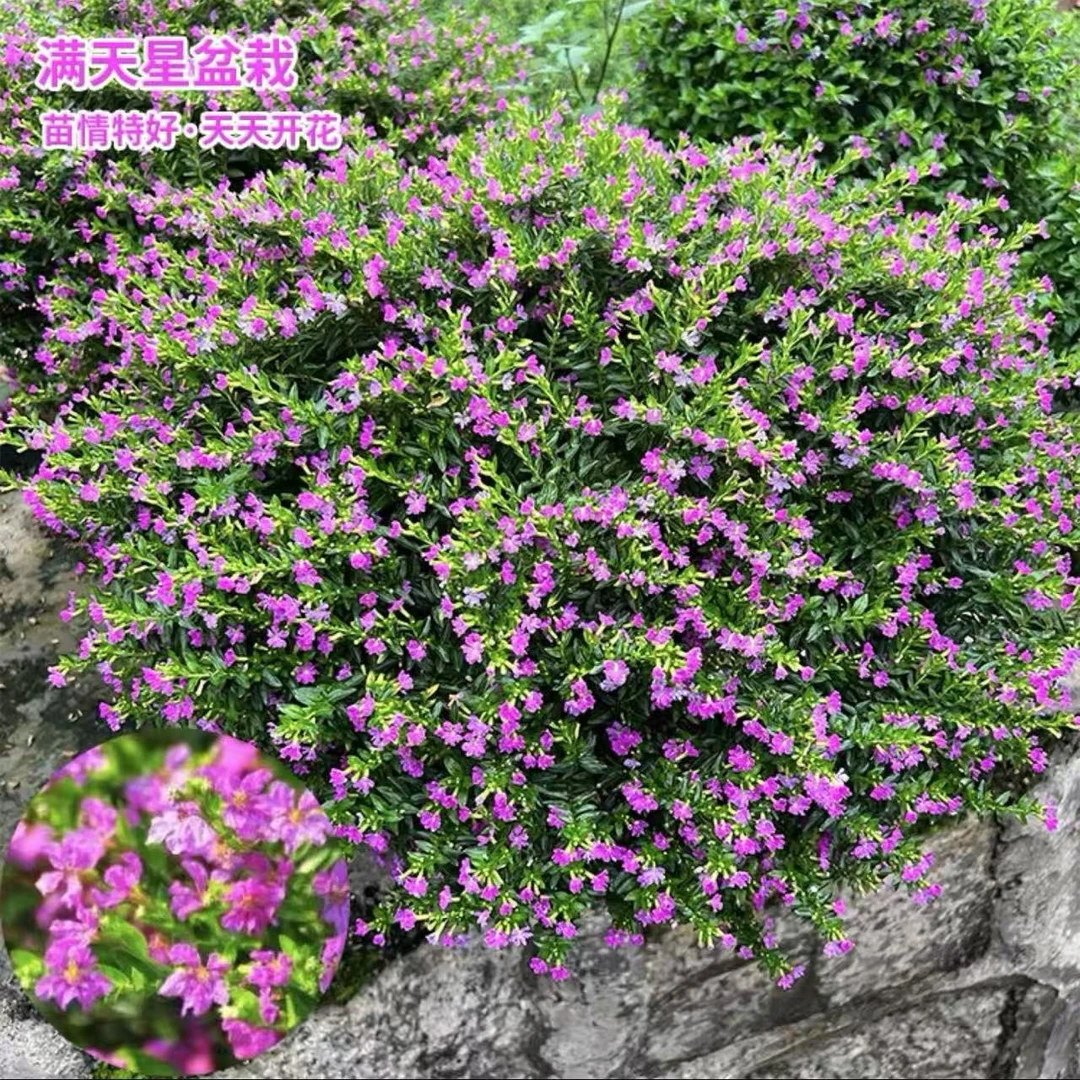 金叶满天星盆栽绿叶青叶满天星苗工程绿化好养植物萼距花庭院阳台