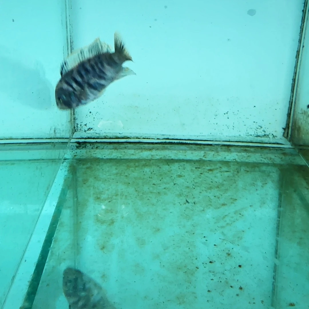 渡***风海水果酱猫1024。