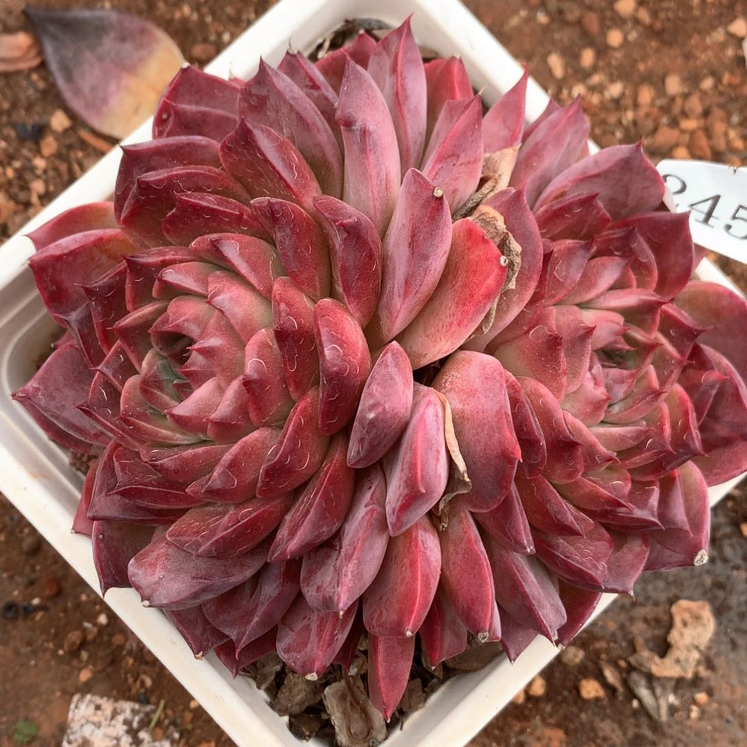 ?*?2453杂交多肉植物