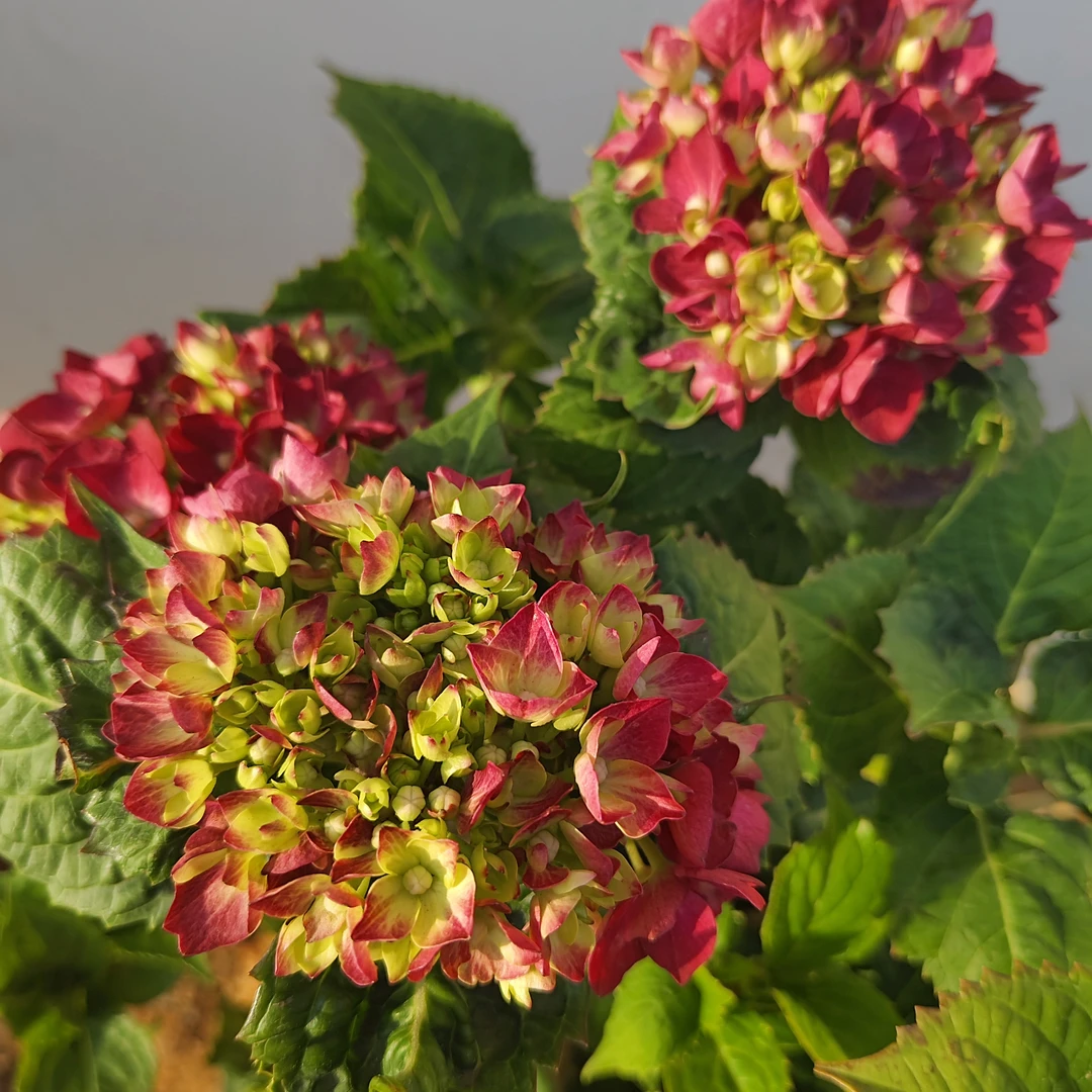 【玫红妈妈A级】两加仑玫红色爆花带花苞好养易活室内阳台云南鲜