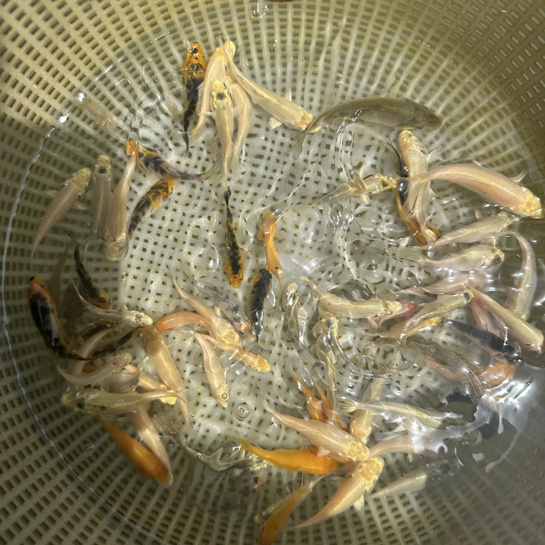 锦鲤3-5厘米3条福袋专用链接包邮不包损