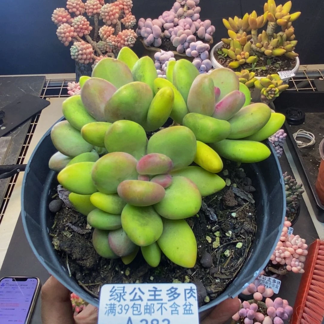 383芒果奶多肉12c m