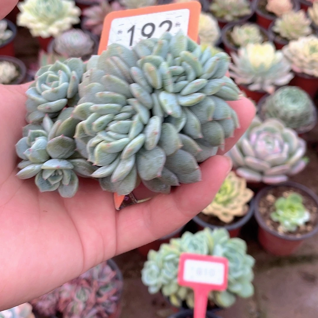 西***心192号多肉植物盆栽