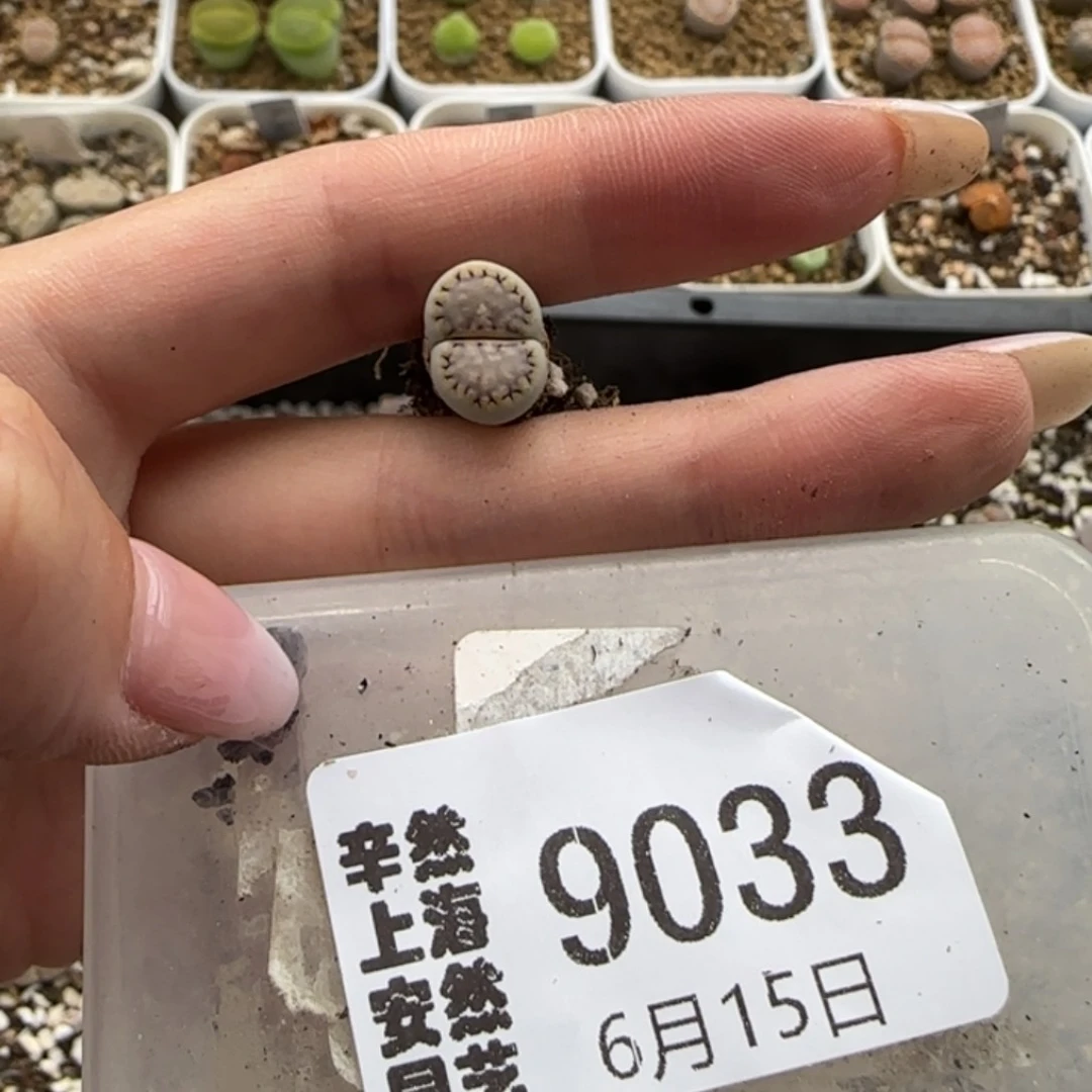 y***:6.15。.6。 饼干。 9033