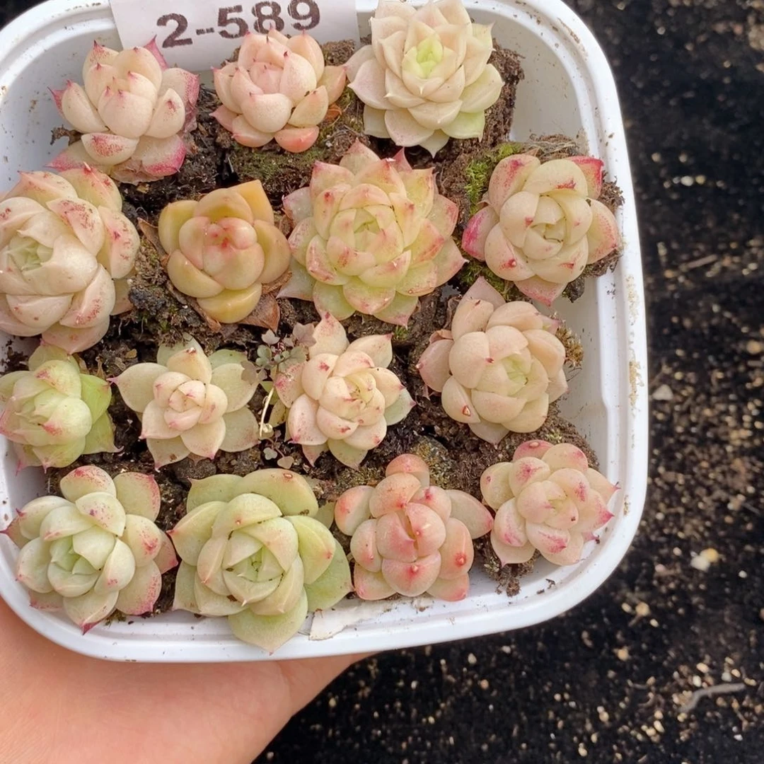 2-589 新疆西藏内蒙不发其他12.8包邮两到三公分多肉