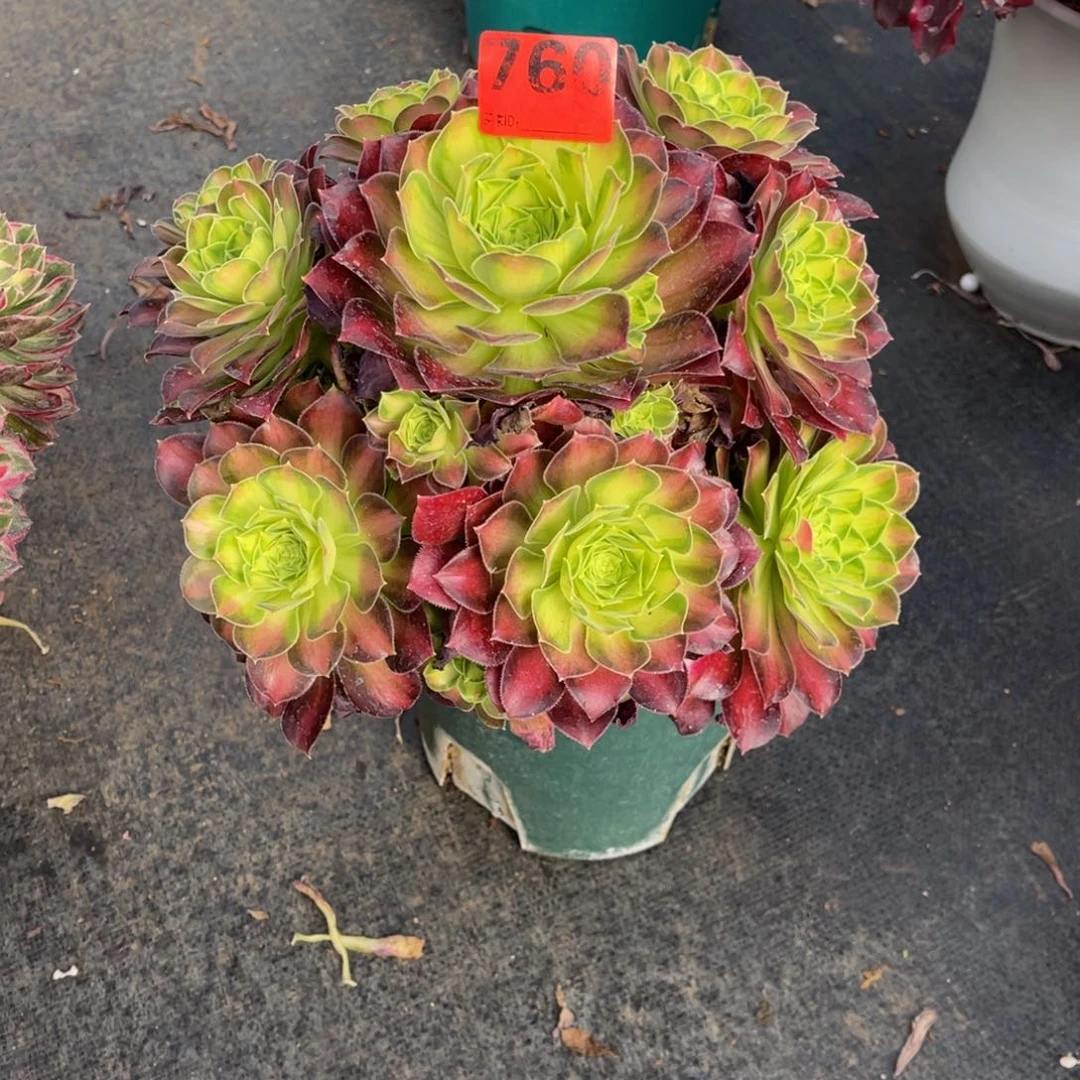 陈****༻760多肉法师韶华