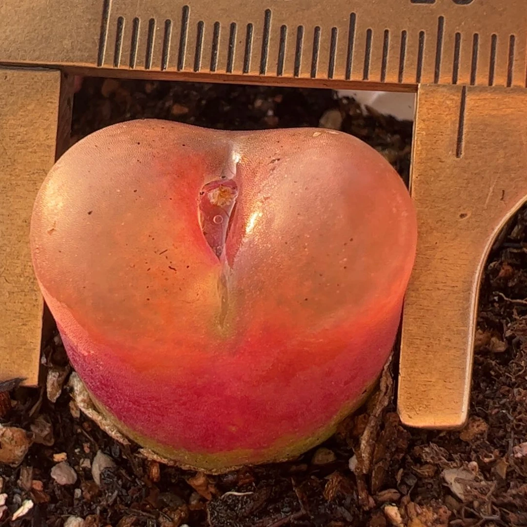 多肉植物百科758