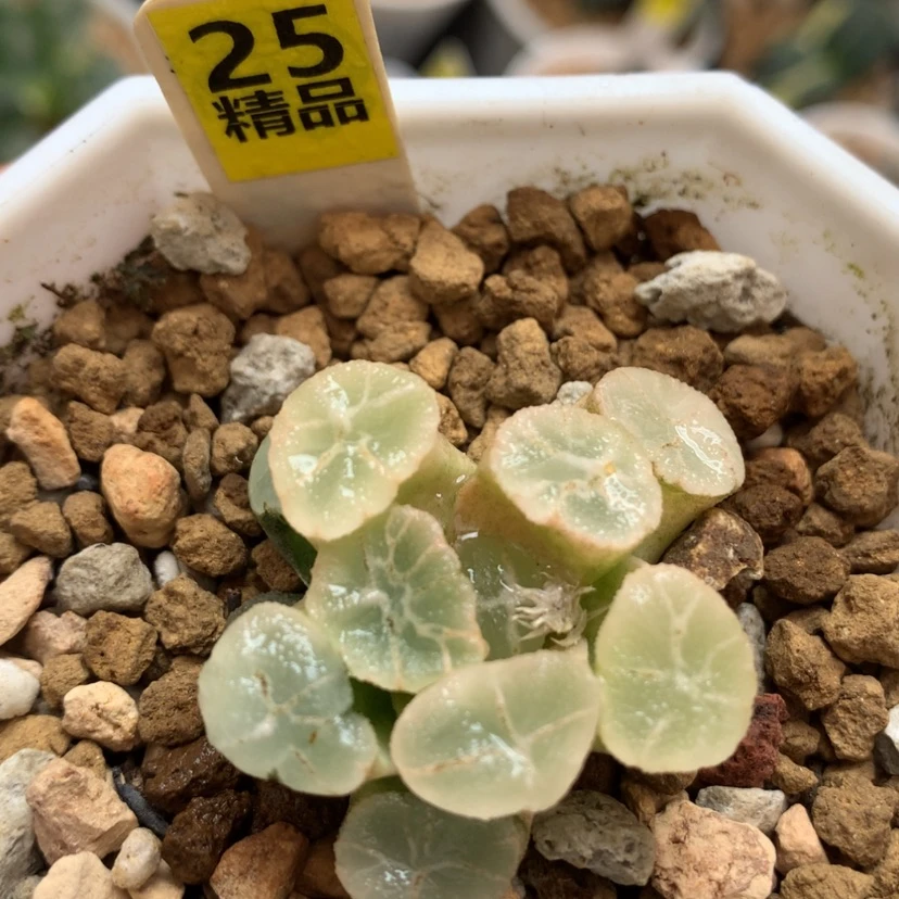 【闪购商品】25糊斑万象多肉