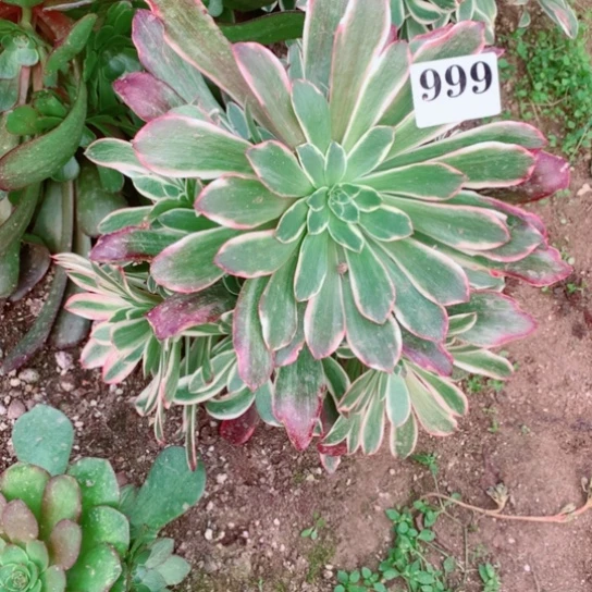 多肉植物999多肉