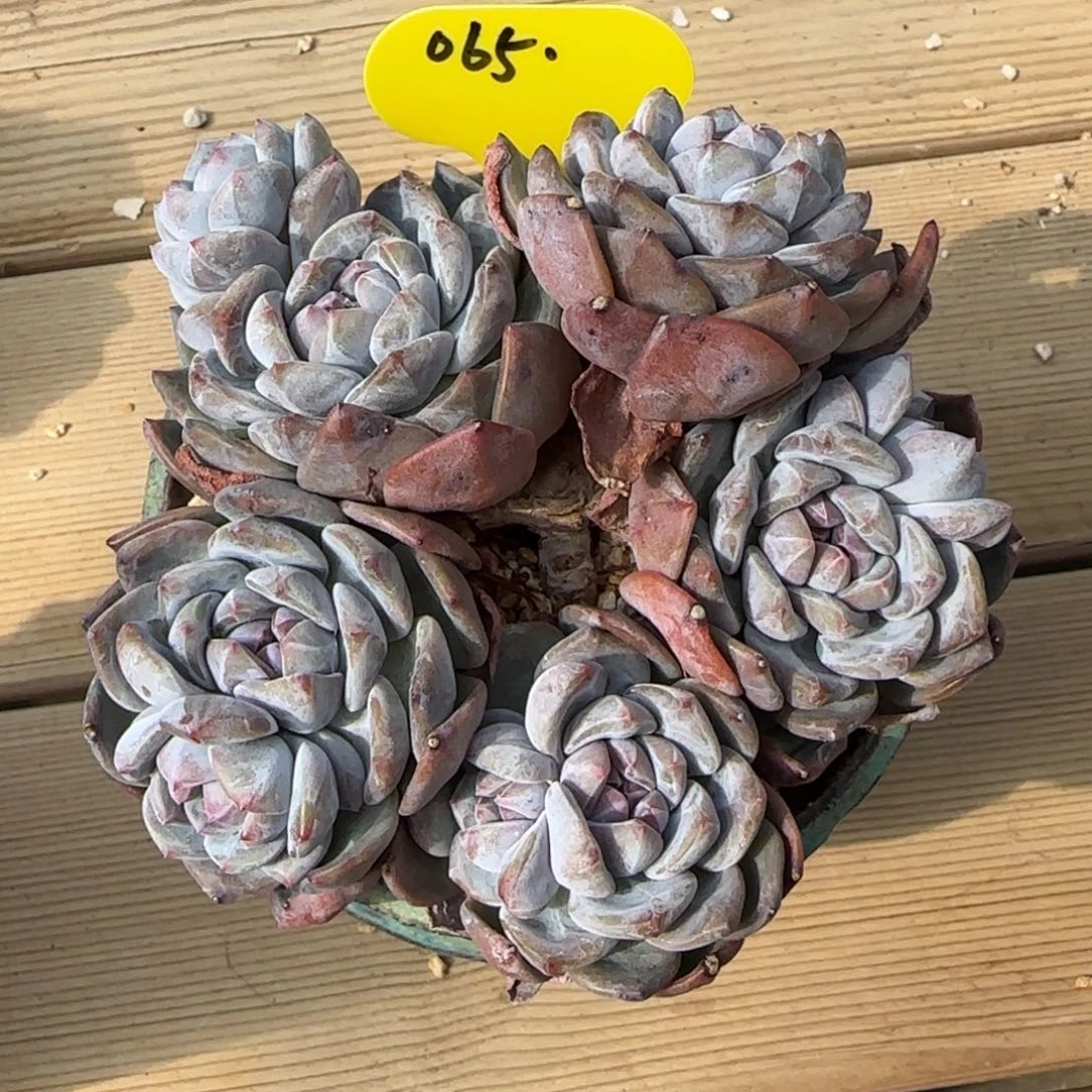 突尼斯星影发货多肉有砍