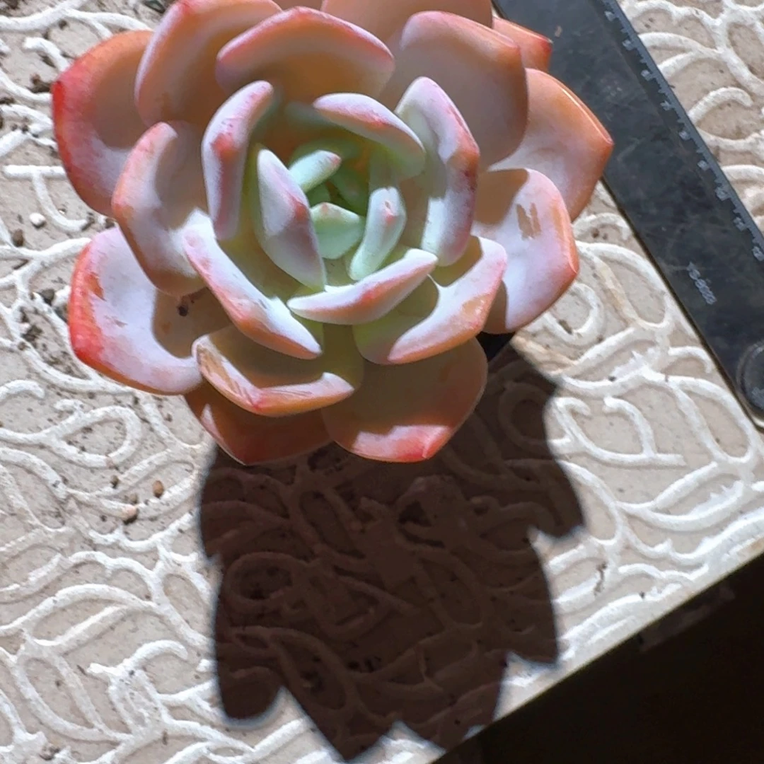 专拍链接多肉奶茶