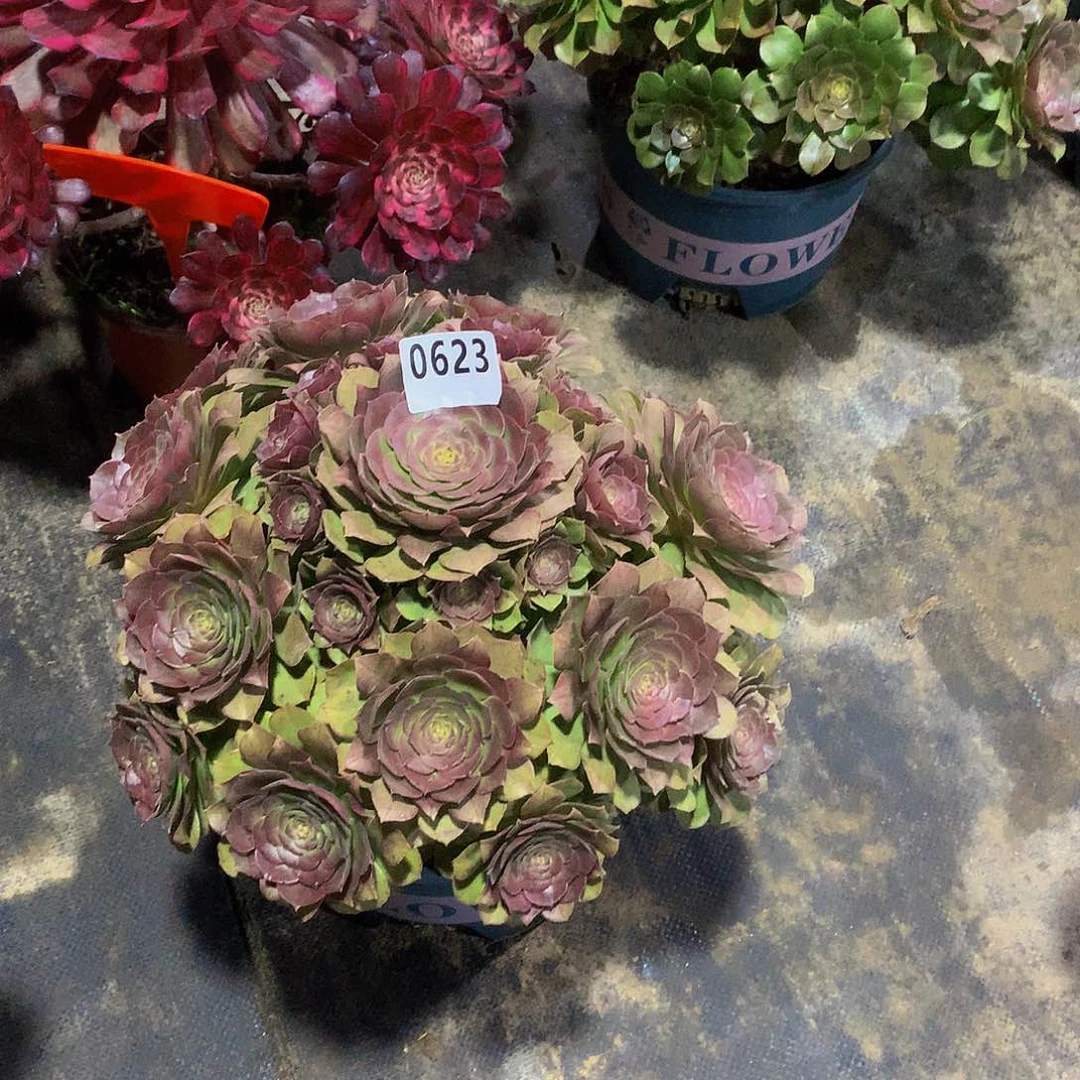 肥****姐623花8888888888888