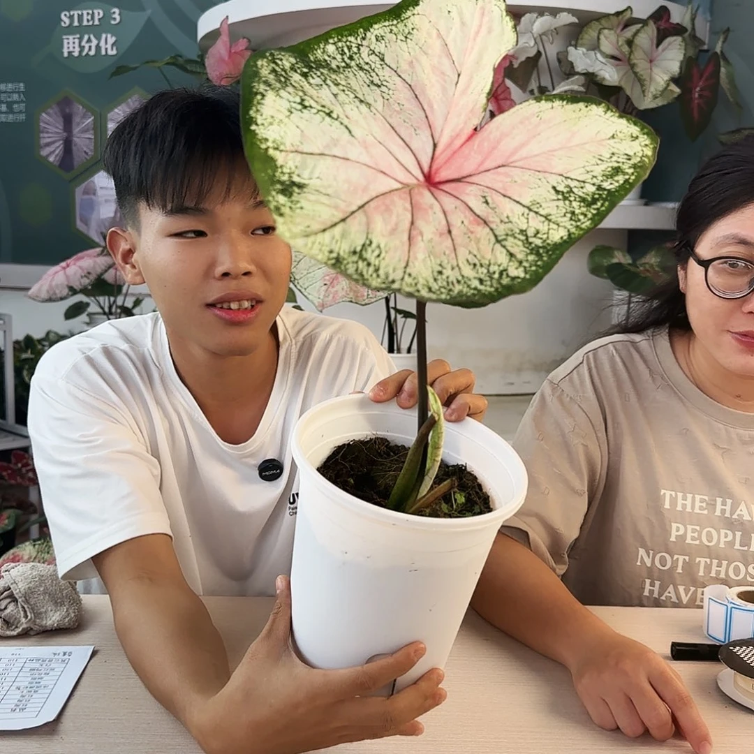 无花朵莫妮卡不包叶损不包球