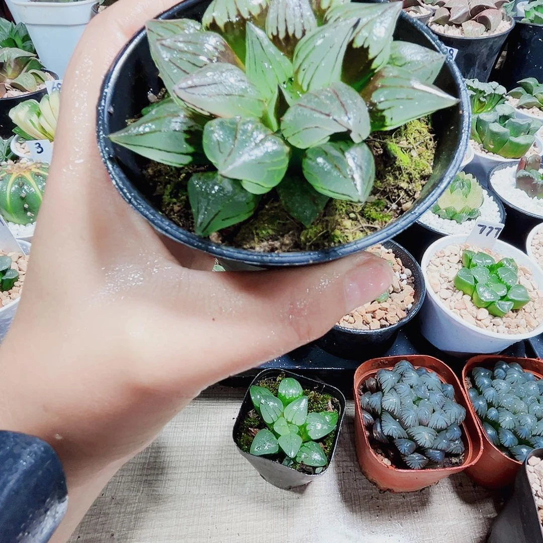 西瓜寿多肉植物766666