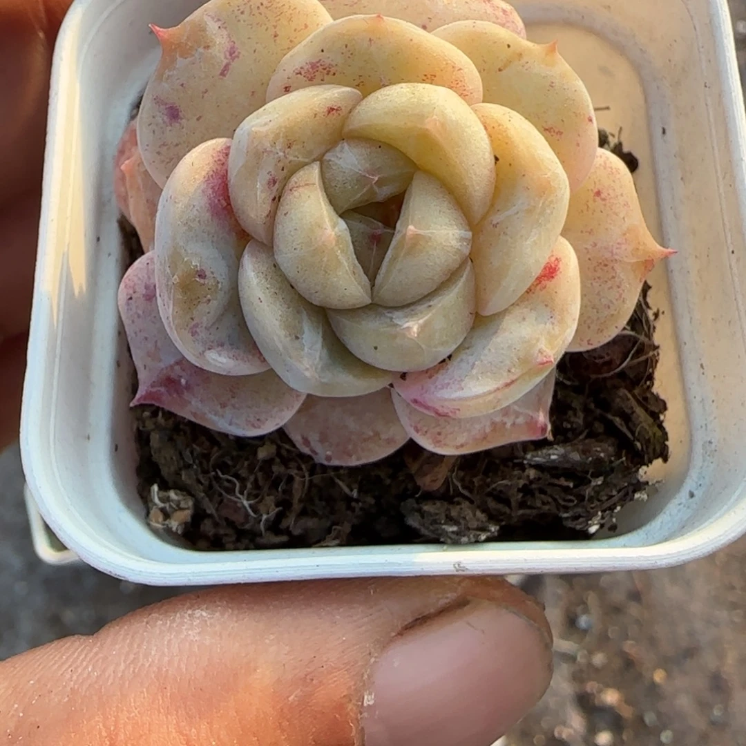 多肉小卡拉米糖心一物一拍