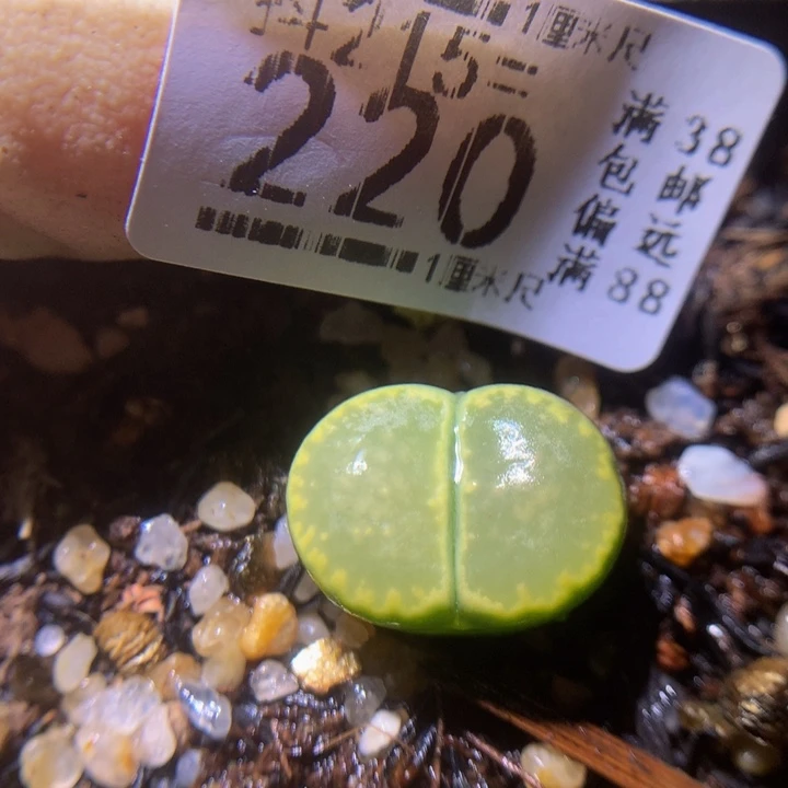 精品生石花215.220