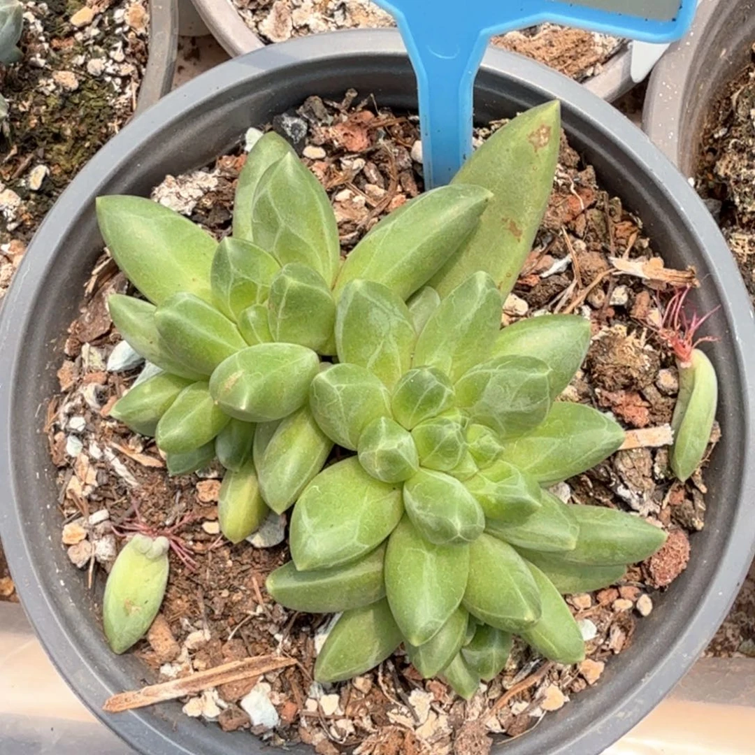 领航员缀多肉植物064