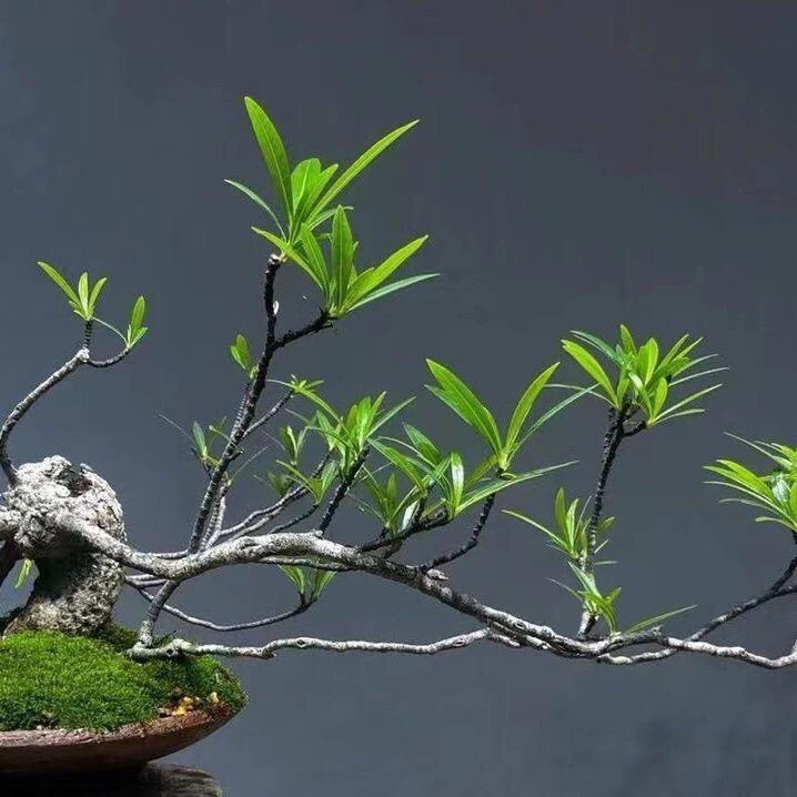 三角梅一物一拍基地直发带盆带土发货包邮发货