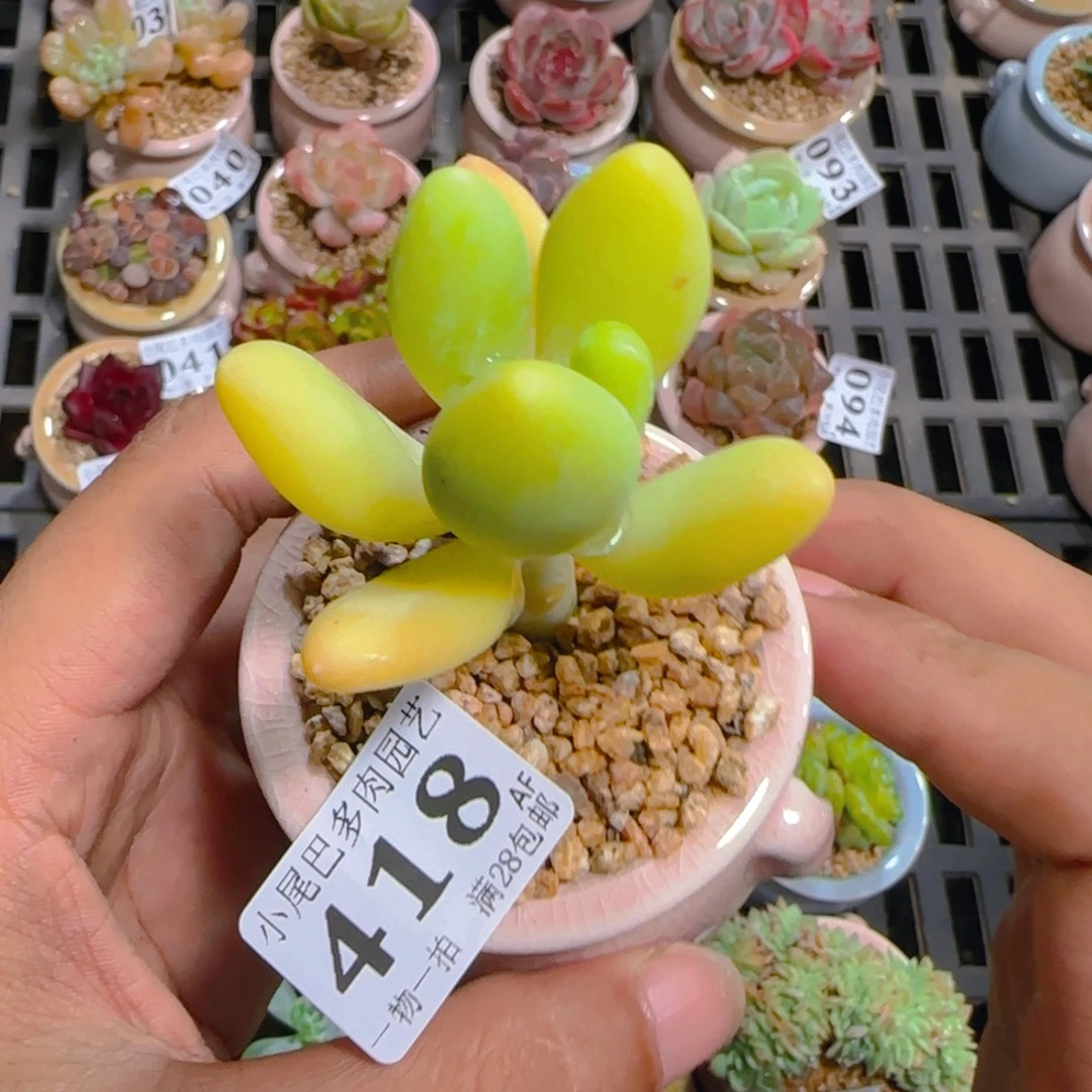 AE小尾巴5CM迷你拇指盆栽精控多肉418