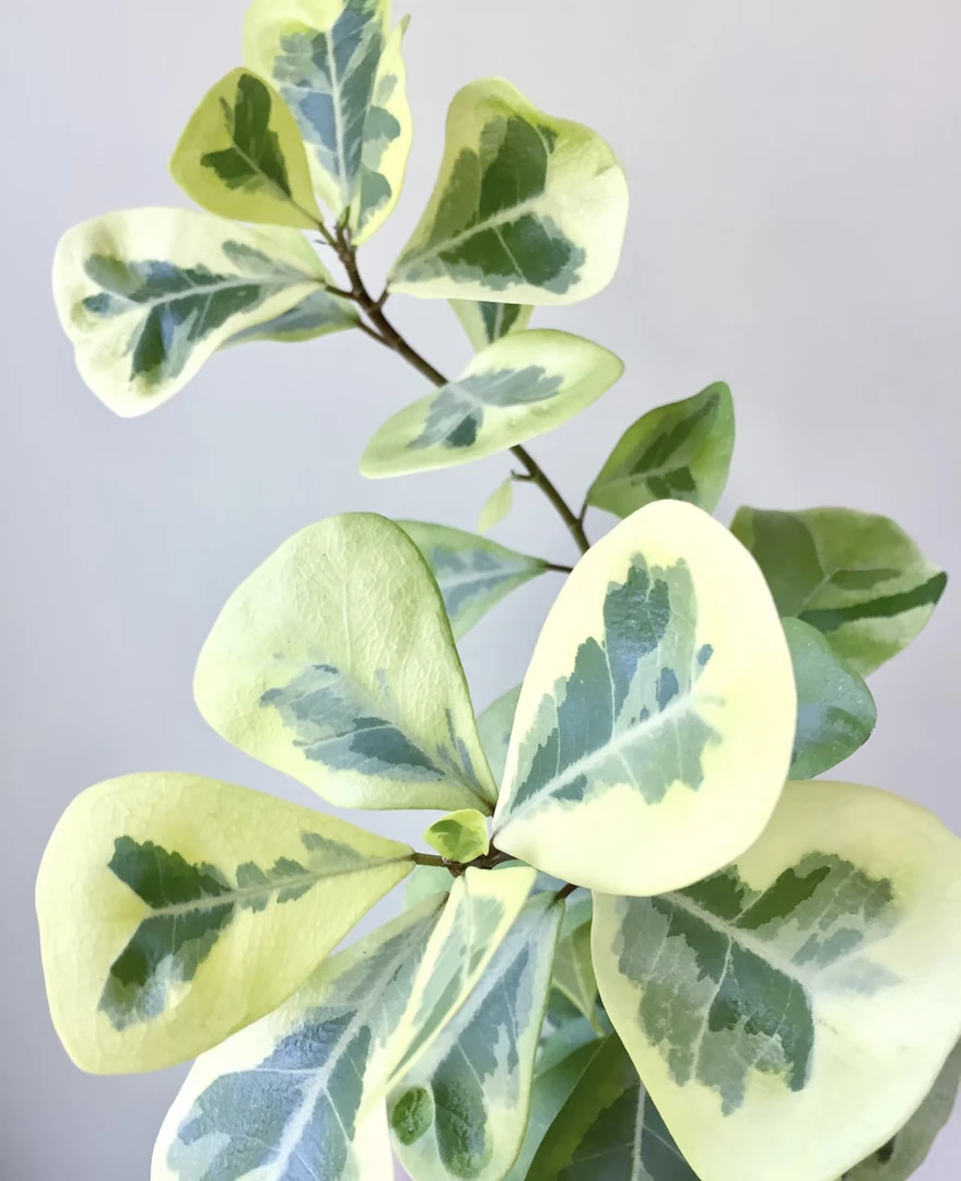 花叶爱心榕大苗 40-45cm 棒棒糖造型室内阳台客厅窗台好养