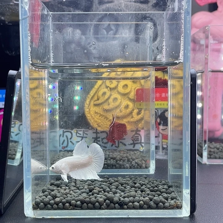 斗鱼39号926早超白