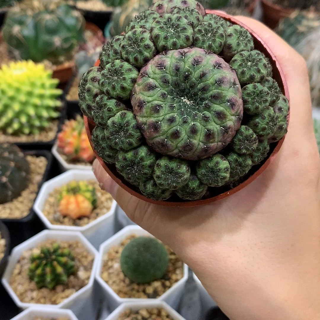 当前无花栽培后可以开花紫丽丸群生