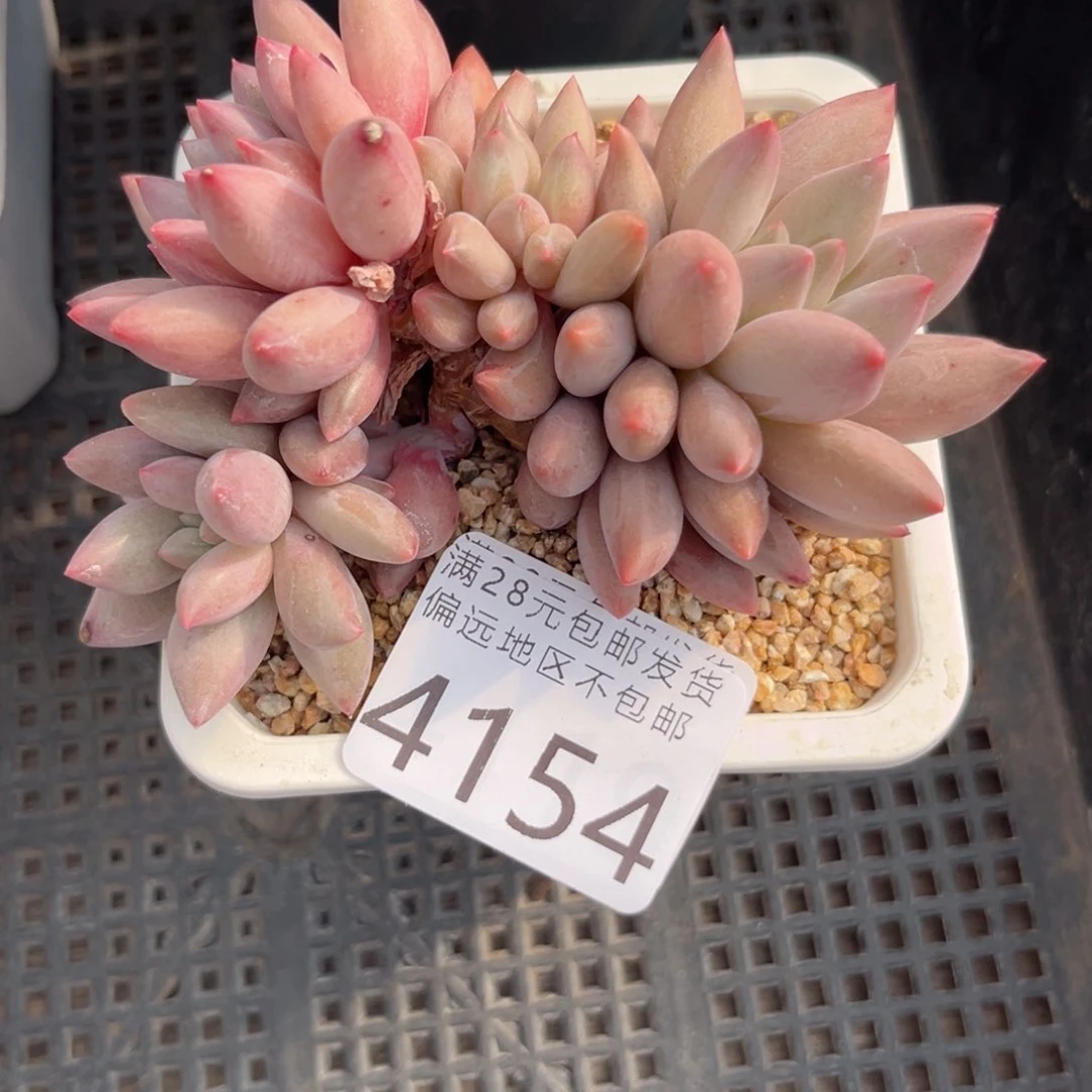 呆****兽4154h j j j k k k