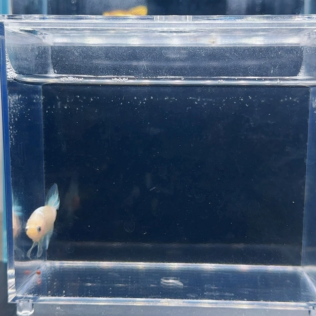 斗鱼活体观赏鱼好养耐活