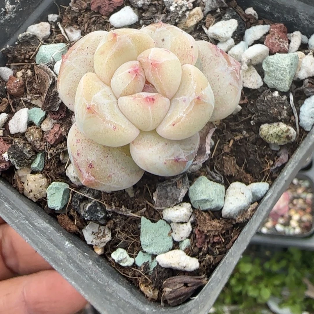 多肉小卡拉米糖心一物一拍