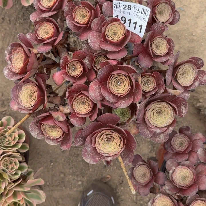 19111玫瑰多肉植物