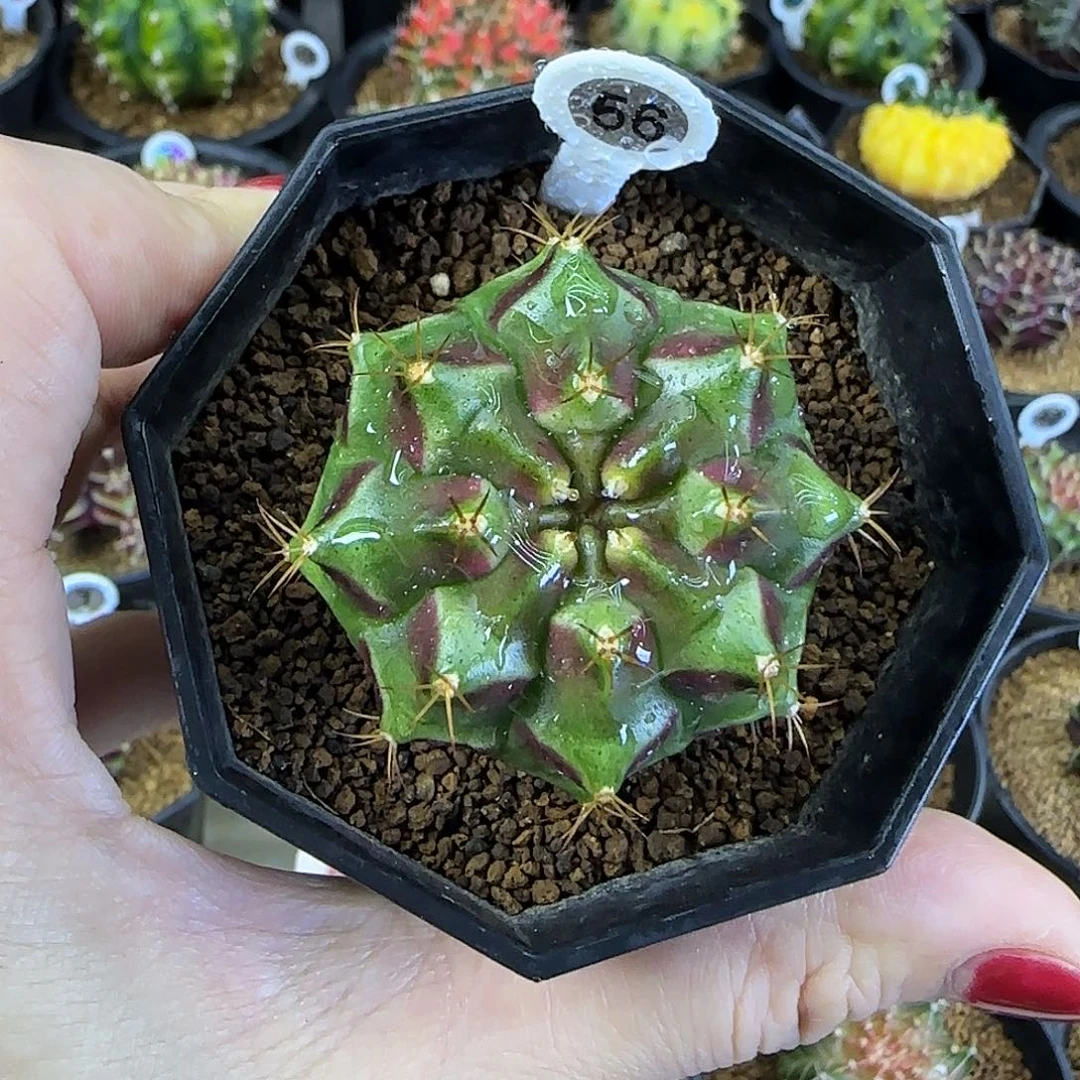 皮色球，福利价直接拍