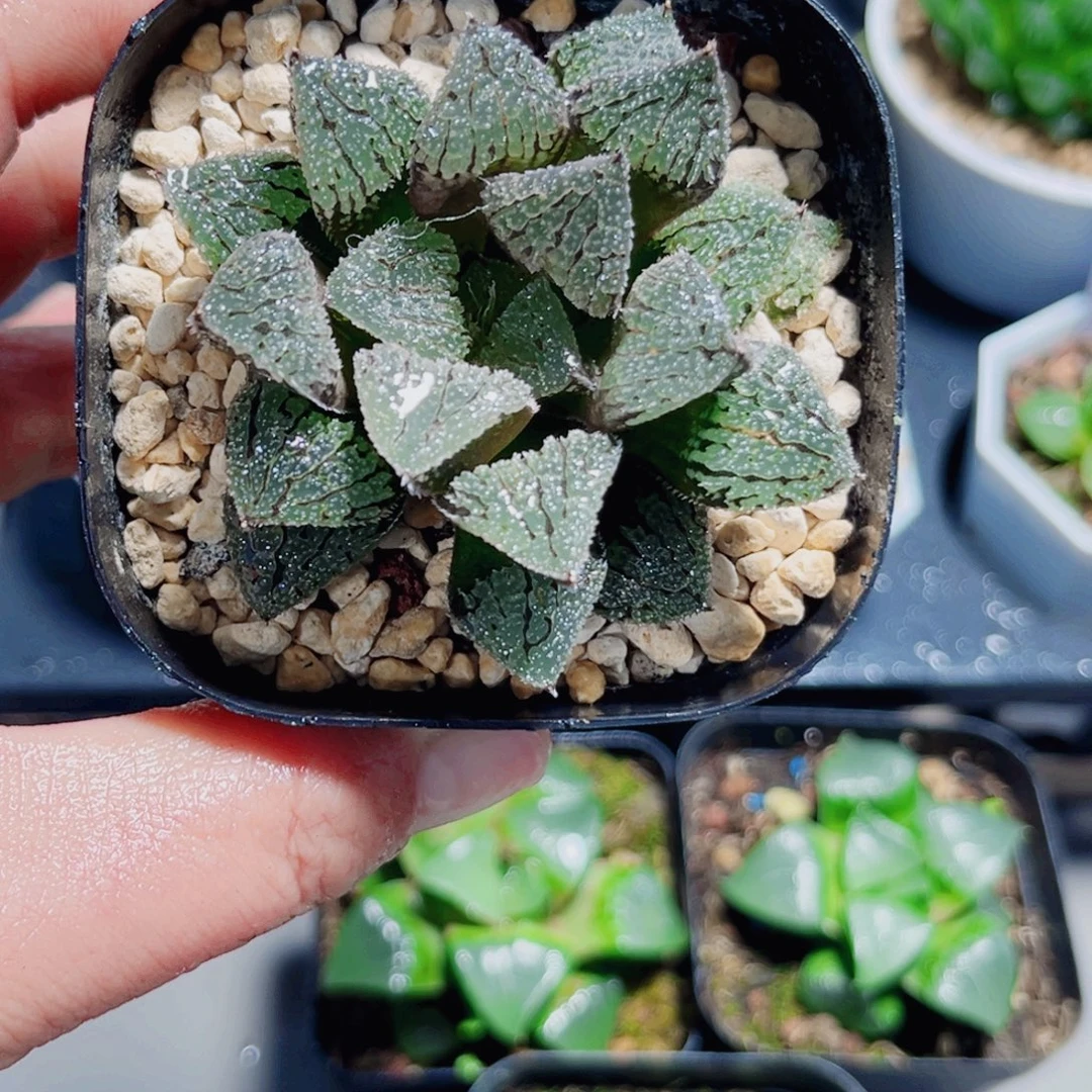 白盆种好具味城多肉植物