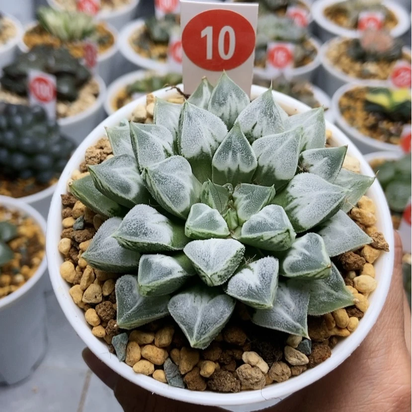 【闪购商品】10爱心寿