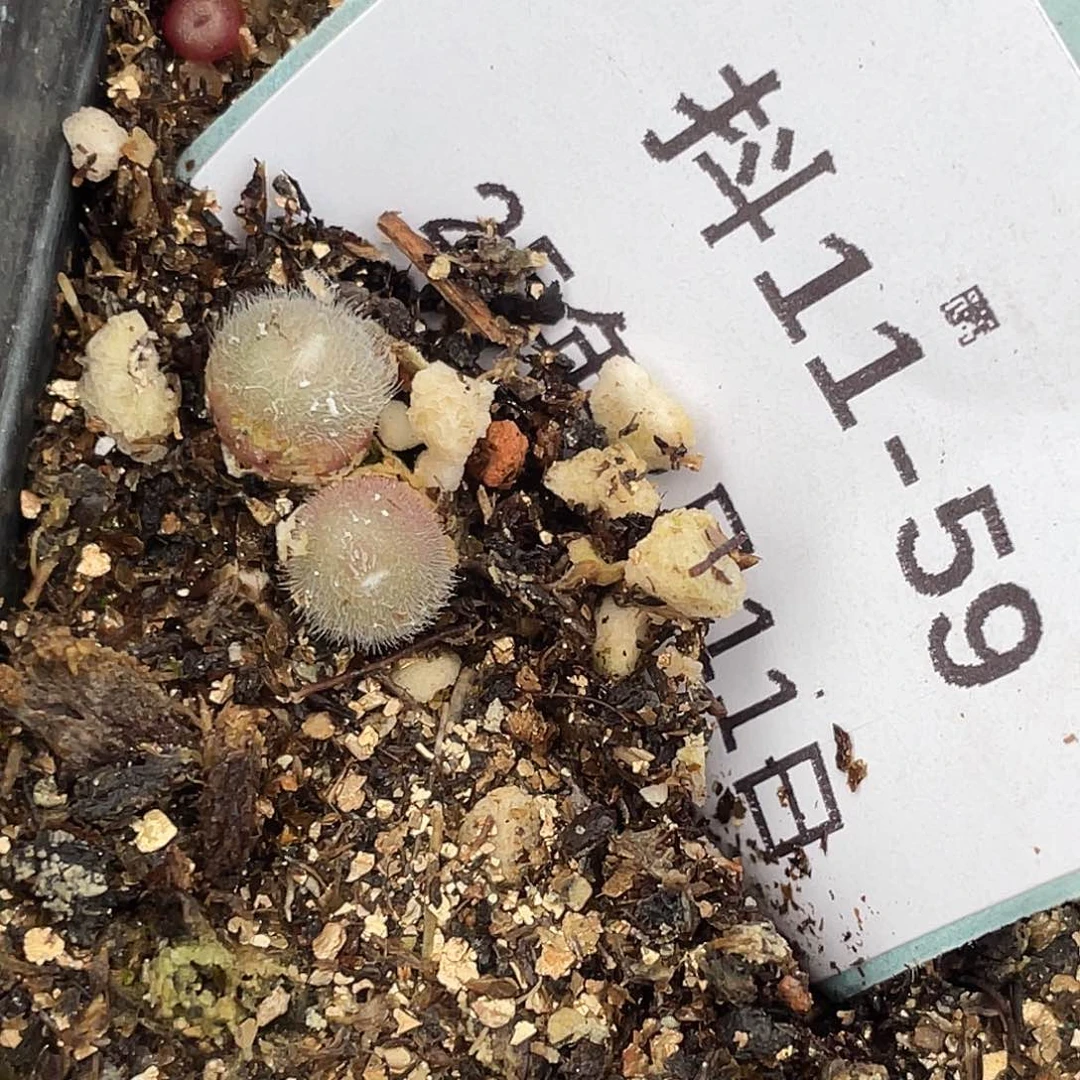 11-59毛球多肉植物