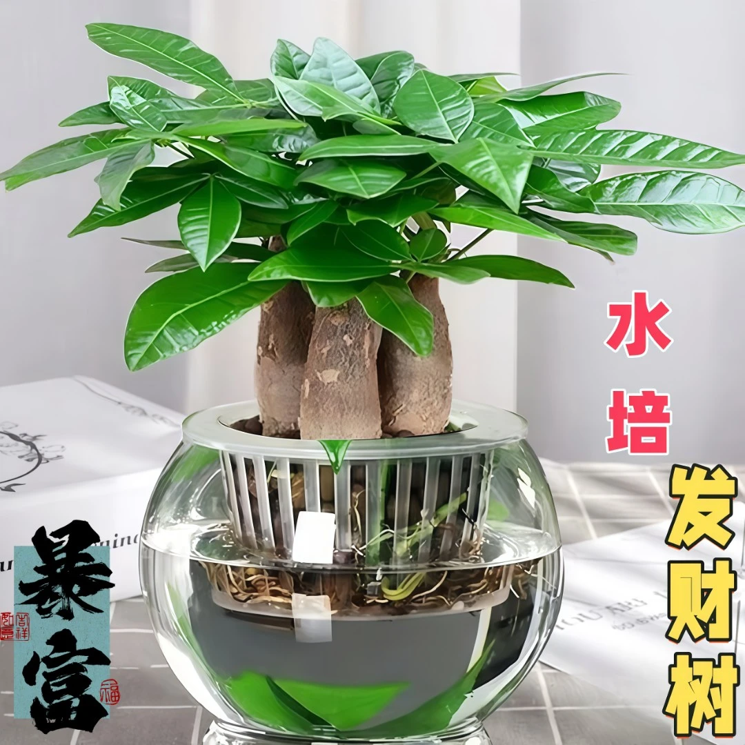 桌面懒人四季常青水培旺宅发财树盆栽室内绿植茶室招财植物养活