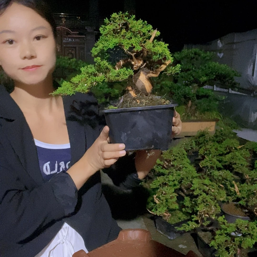 无花朵真柏盆景造型