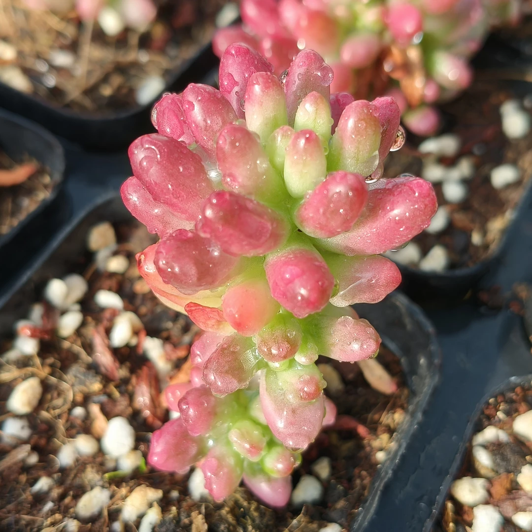 【满19.9包邮】彩虹手指
