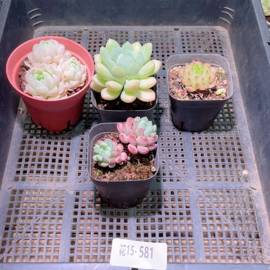 花利美15-581框拍4颗